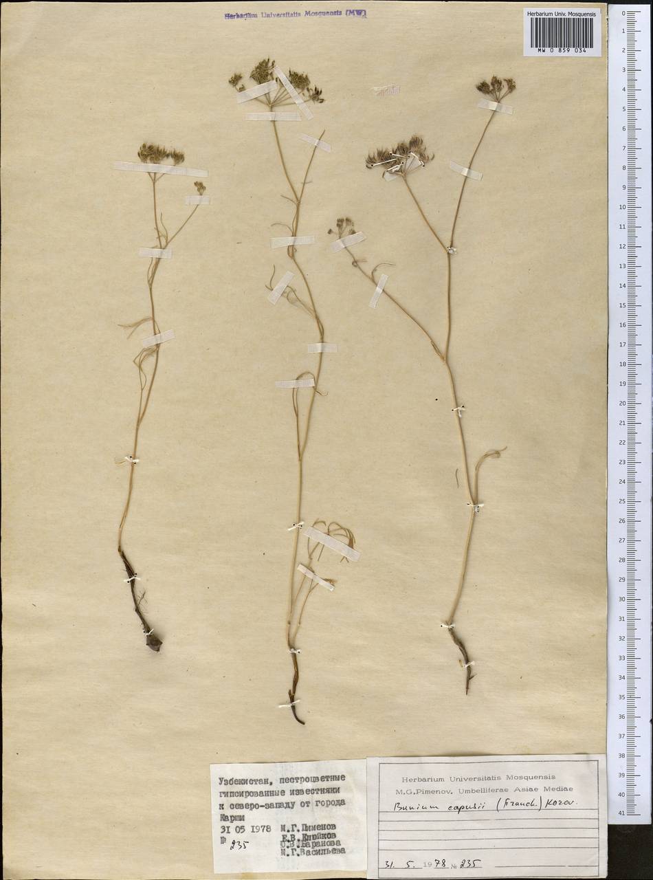 Elwendia capusii (Franch.) Pimenov & Kljuykov, Средняя Азия и Казахстан, Сырдарьинские пустыни и Кызылкумы (M7) (Узбекистан)