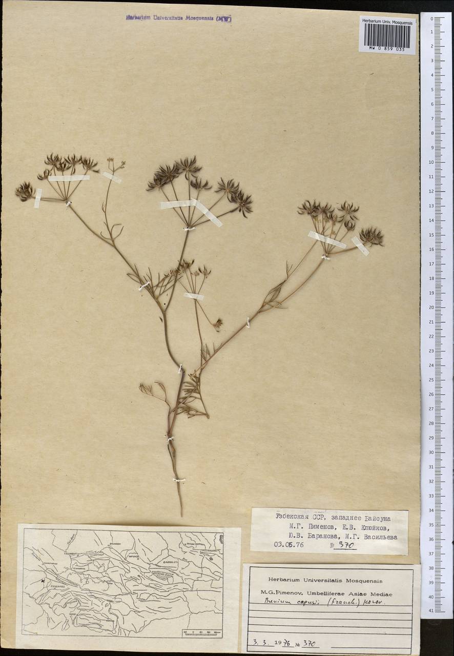 Elwendia capusii (Franch.) Pimenov & Kljuykov, Средняя Азия и Казахстан, Сырдарьинские пустыни и Кызылкумы (M7) (Узбекистан)