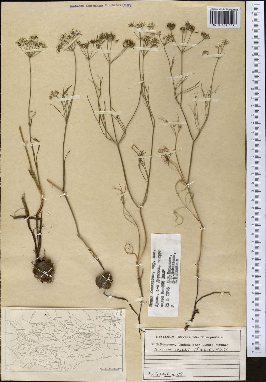 Elwendia capusii (Franch.) Pimenov & Kljuykov, Средняя Азия и Казахстан, Сырдарьинские пустыни и Кызылкумы (M7) (Казахстан)