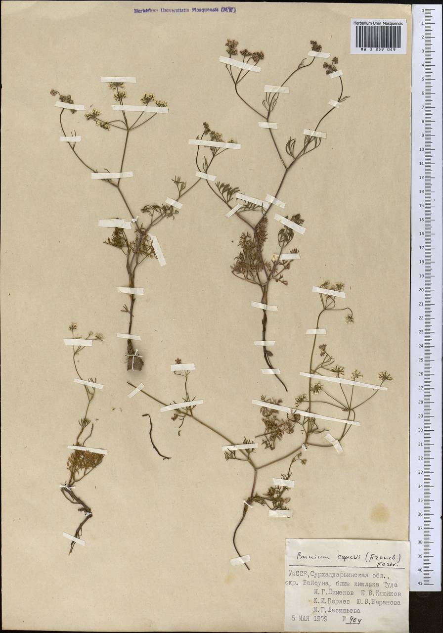 Elwendia capusii (Franch.) Pimenov & Kljuykov, Средняя Азия и Казахстан, Памир и Памиро-Алай (M2) (Узбекистан)