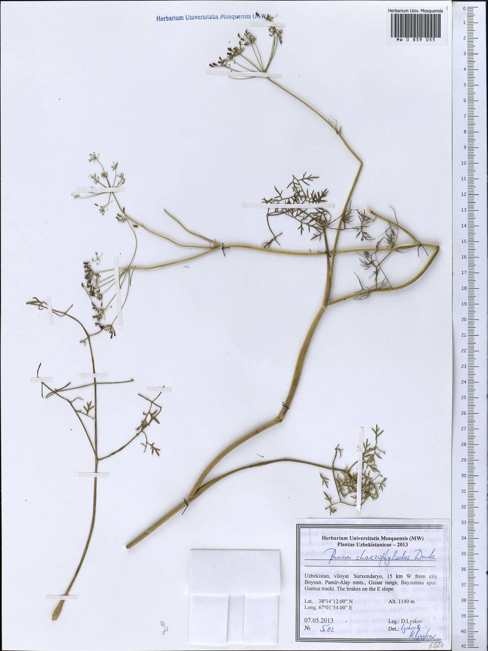 Elwendia chaerophylloides (Regel & Schmalh.) Pimenov & Kljuykov, Средняя Азия и Казахстан, Памир и Памиро-Алай (M2) (Узбекистан)
