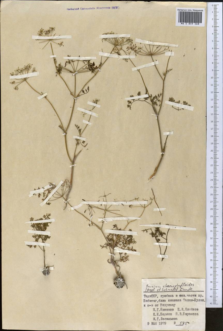 Elwendia chaerophylloides (Regel & Schmalh.) Pimenov & Kljuykov, Средняя Азия и Казахстан, Памир и Памиро-Алай (M2) (Таджикистан)
