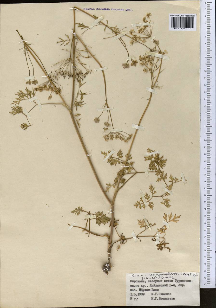 Elwendia chaerophylloides (Regel & Schmalh.) Pimenov & Kljuykov, Средняя Азия и Казахстан, Памир и Памиро-Алай (M2) (Киргизия)