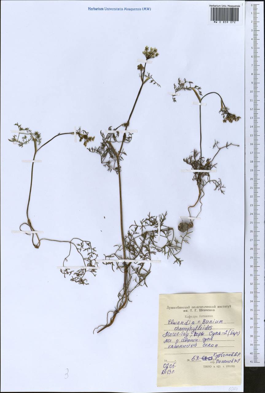 Elwendia chaerophylloides (Regel & Schmalh.) Pimenov & Kljuykov, Средняя Азия и Казахстан, Западный Тянь-Шань и Каратау (M3) (Таджикистан)