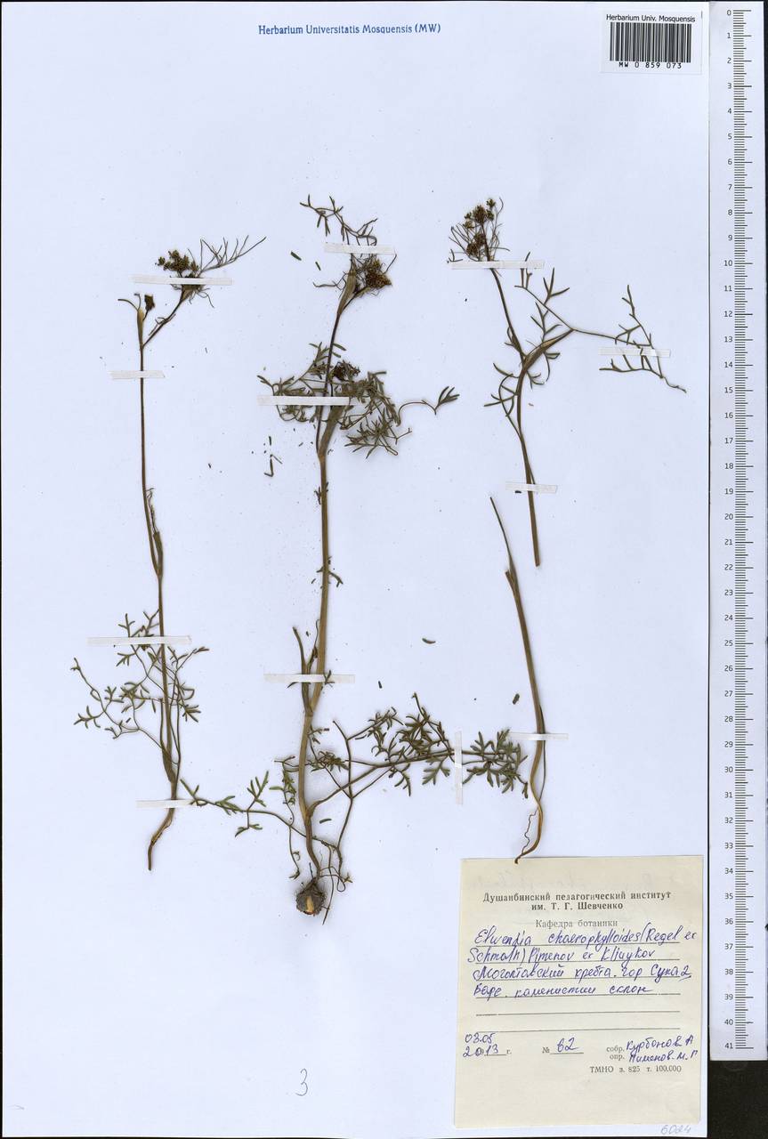 Elwendia chaerophylloides (Regel & Schmalh.) Pimenov & Kljuykov, Средняя Азия и Казахстан, Западный Тянь-Шань и Каратау (M3) (Таджикистан)