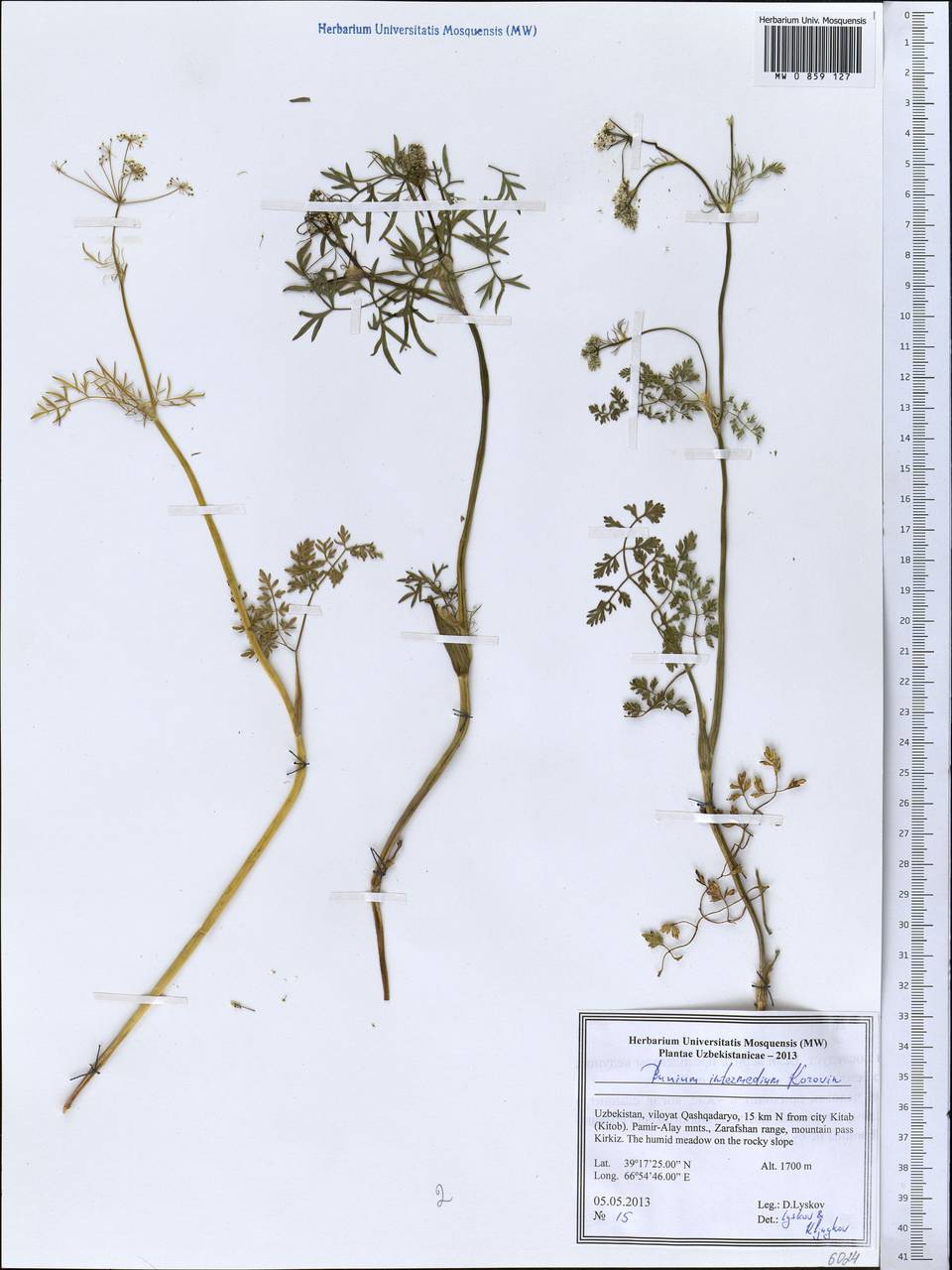 Elwendia intermedia (Korovin) Pimenov & Kljuykov, Средняя Азия и Казахстан, Памир и Памиро-Алай (M2) (Узбекистан)
