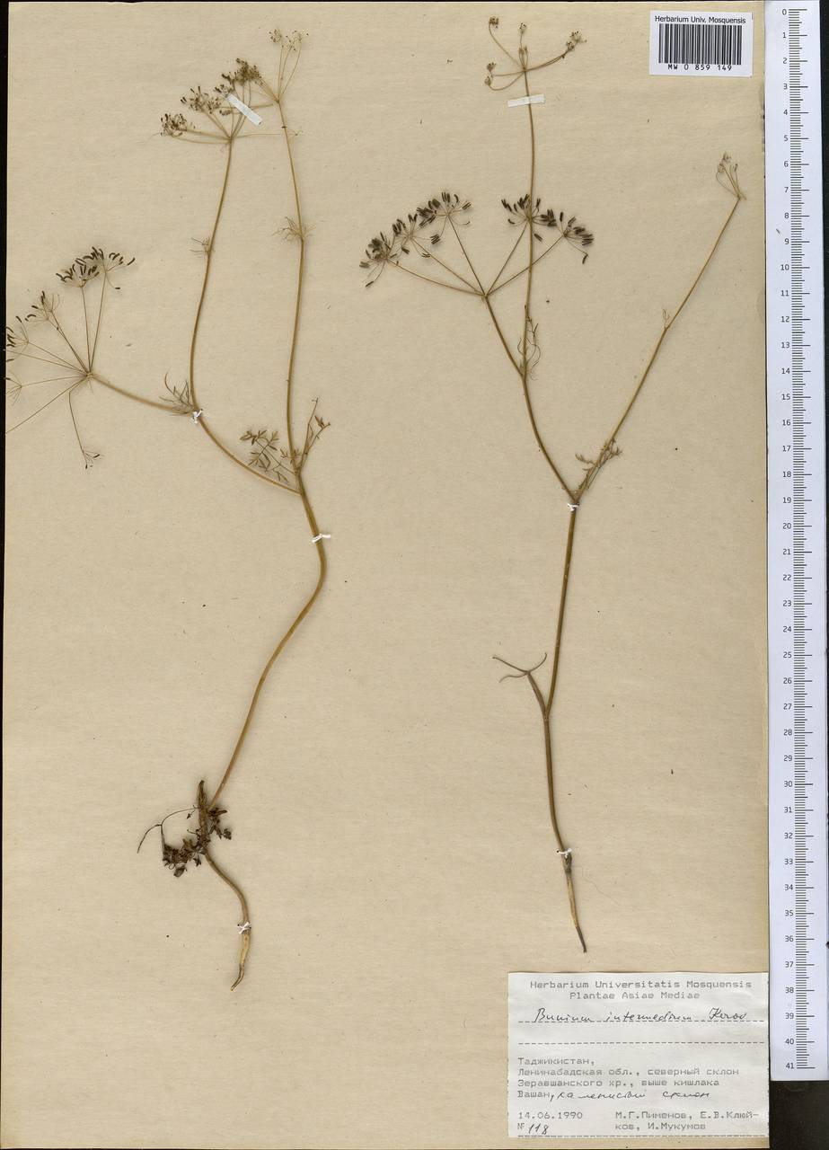 Elwendia intermedia (Korovin) Pimenov & Kljuykov, Средняя Азия и Казахстан, Памир и Памиро-Алай (M2) (Таджикистан)