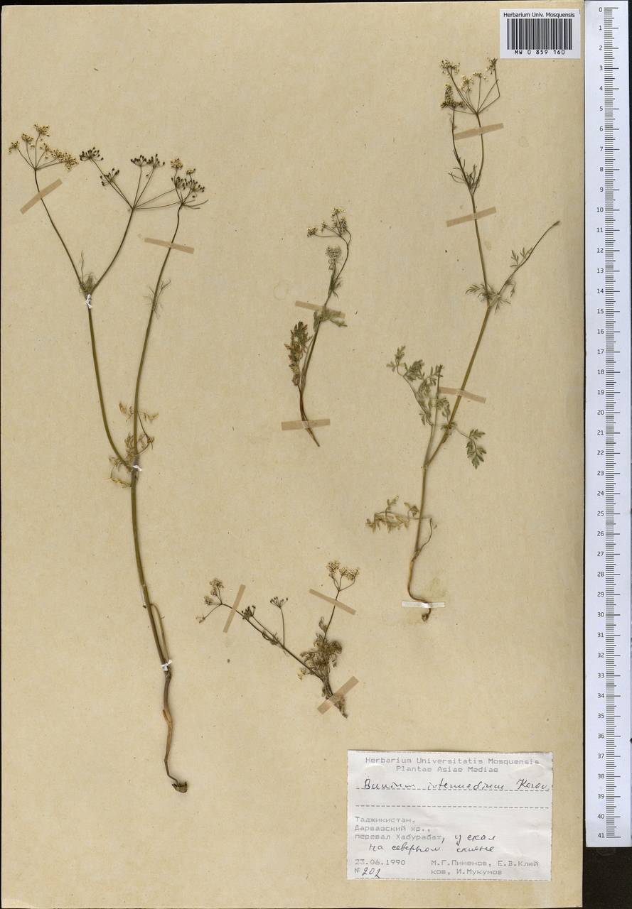 Elwendia intermedia (Korovin) Pimenov & Kljuykov, Средняя Азия и Казахстан, Памир и Памиро-Алай (M2) (Таджикистан)