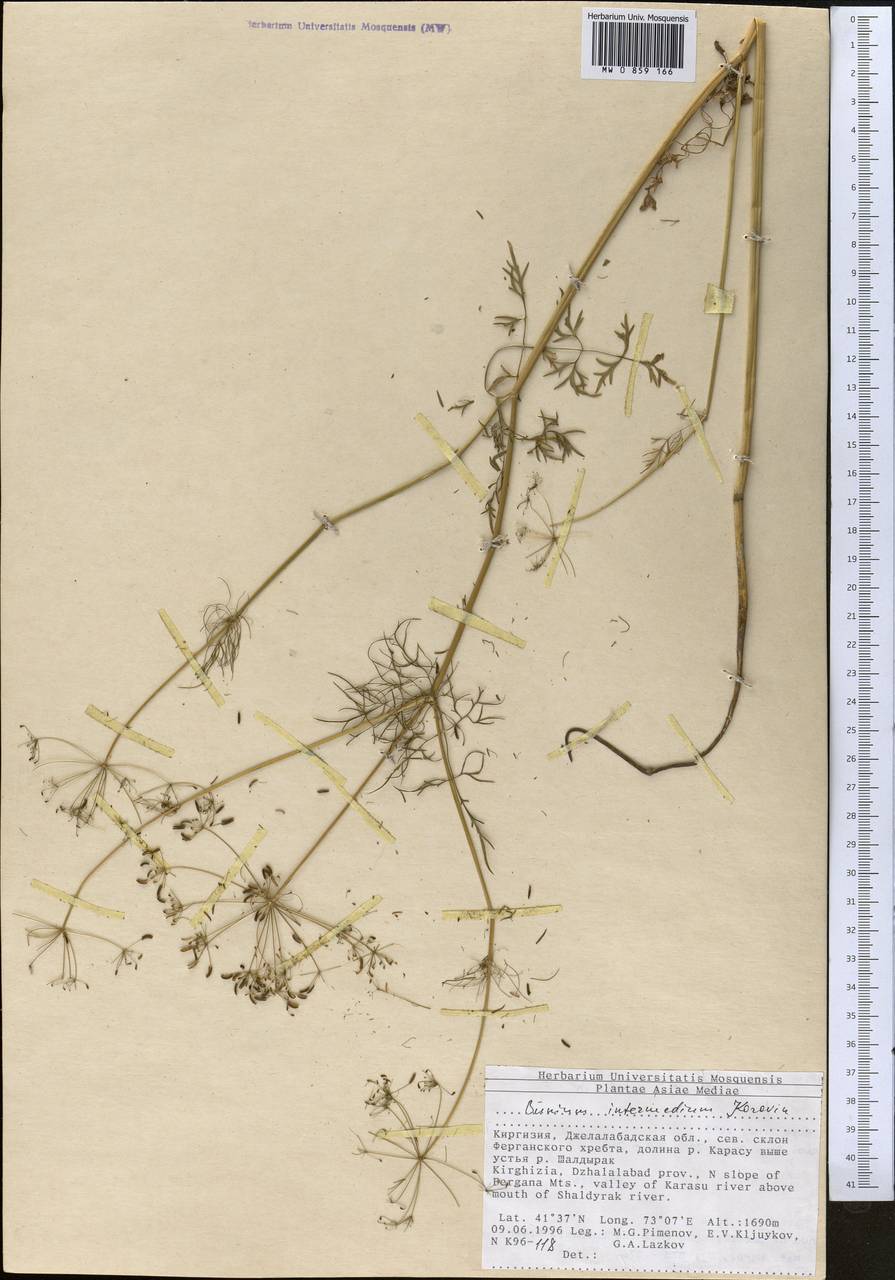 Elwendia intermedia (Korovin) Pimenov & Kljuykov, Средняя Азия и Казахстан, Западный Тянь-Шань и Каратау (M3) (Киргизия)