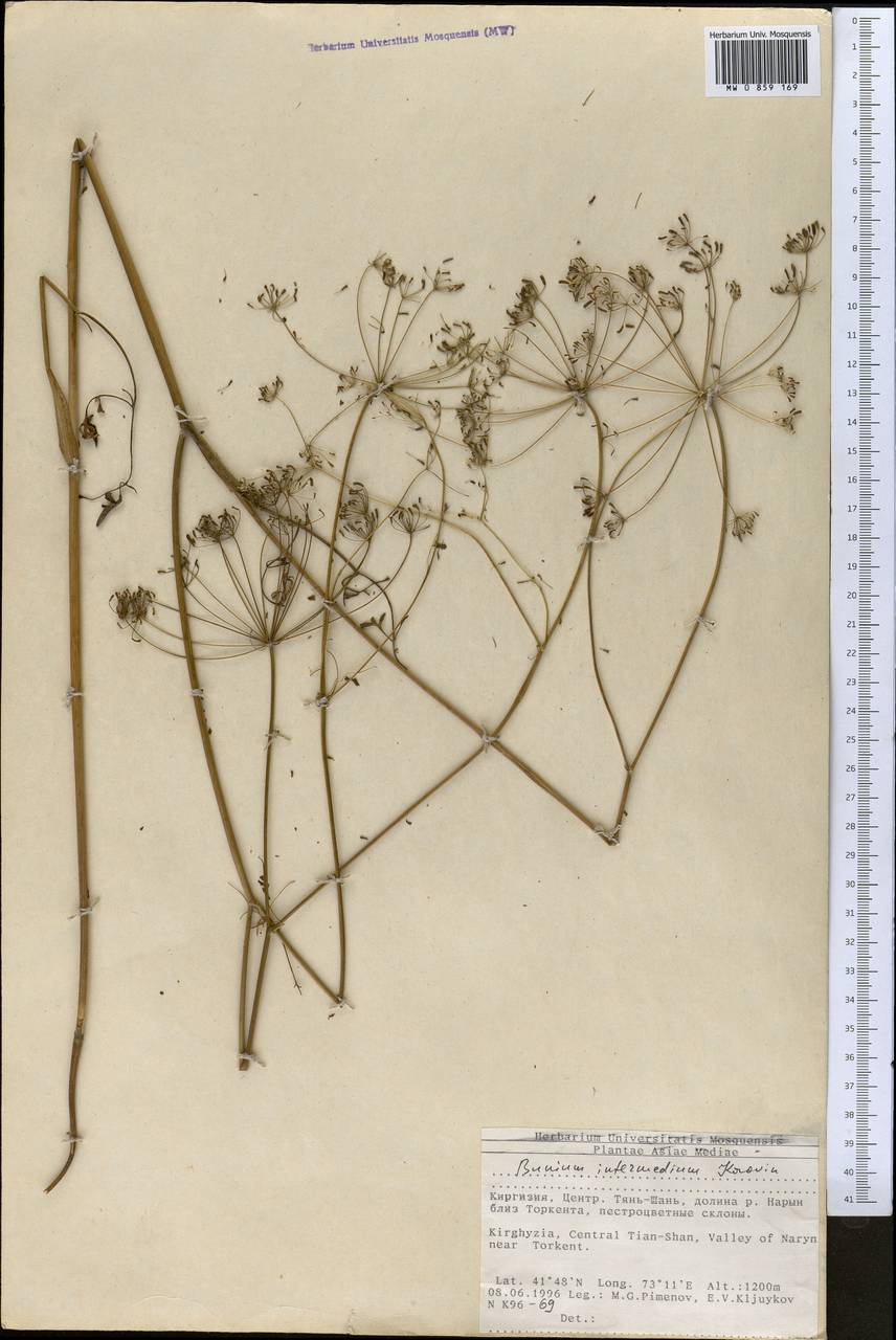 Elwendia intermedia (Korovin) Pimenov & Kljuykov, Средняя Азия и Казахстан, Западный Тянь-Шань и Каратау (M3) (Киргизия)