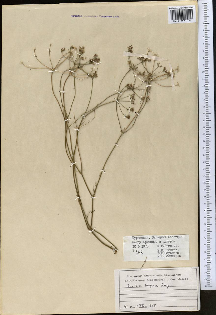 Elwendia longipes (Freyn) Pimenov & Kljuykov, Средняя Азия и Казахстан, Копетдаг, Бадхыз, Малый и Большой Балхан (M1) (Туркмения)