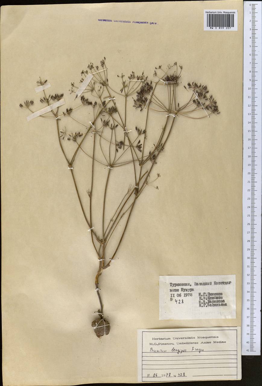 Elwendia longipes (Freyn) Pimenov & Kljuykov, Средняя Азия и Казахстан, Копетдаг, Бадхыз, Малый и Большой Балхан (M1) (Туркмения)