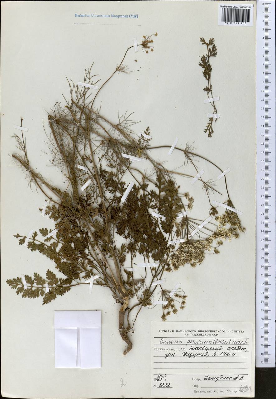 Elwendia persica (Boiss.) Pimenov & Kljuykov, Средняя Азия и Казахстан, Памир и Памиро-Алай (M2) (Таджикистан)