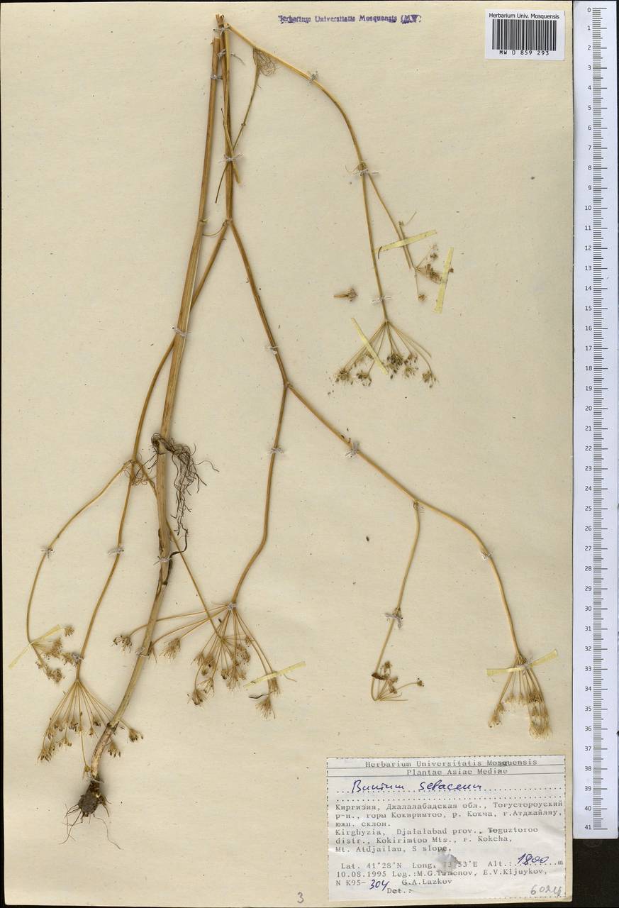 Elwendia setacea (Schrenk) Pimenov & Kljuykov, Средняя Азия и Казахстан, Северный и Центральный Тянь-Шань (M4) (Киргизия)