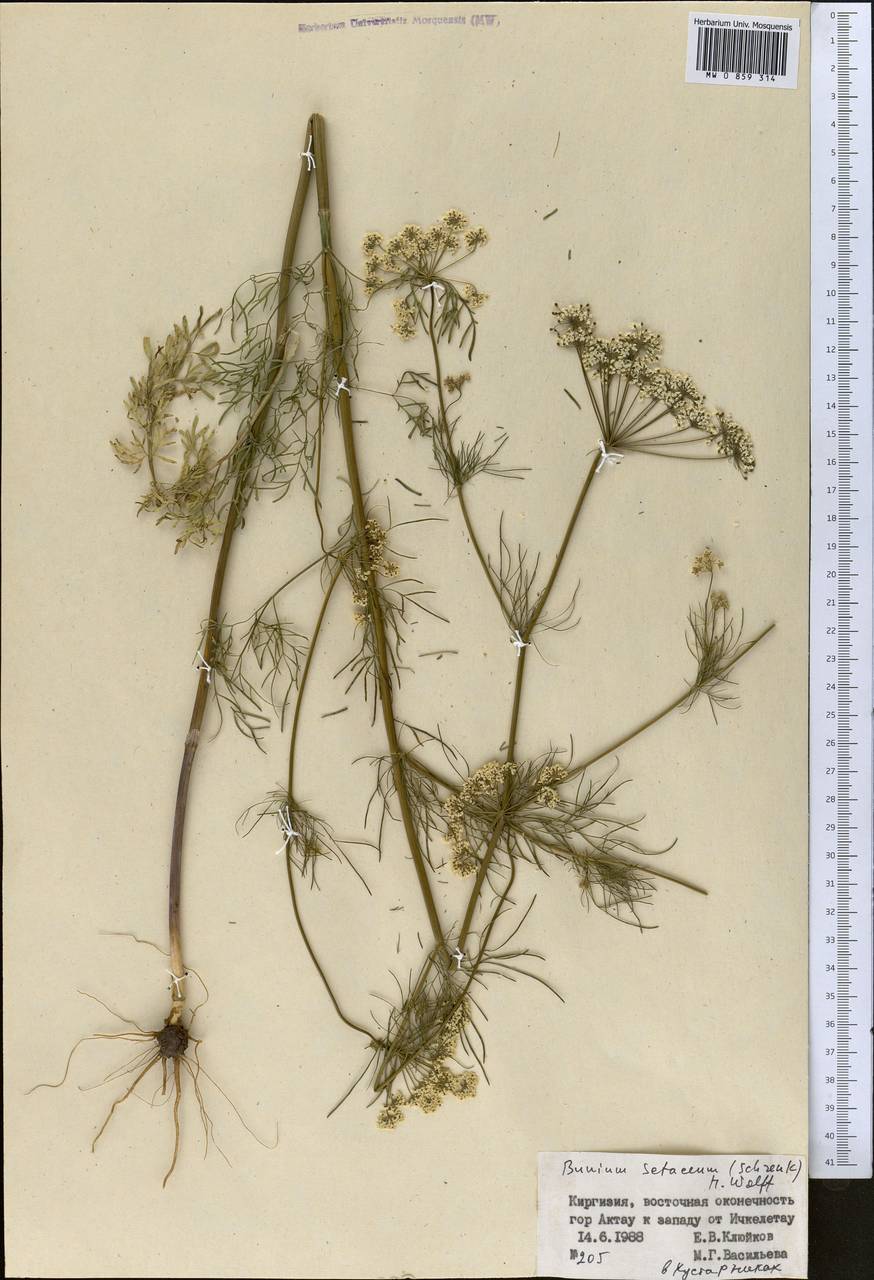 Elwendia setacea (Schrenk) Pimenov & Kljuykov, Средняя Азия и Казахстан, Западный Тянь-Шань и Каратау (M3) (Киргизия)