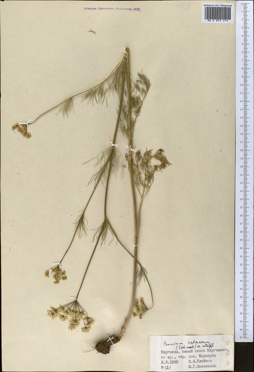 Elwendia setacea (Schrenk) Pimenov & Kljuykov, Средняя Азия и Казахстан, Западный Тянь-Шань и Каратау (M3) (Киргизия)