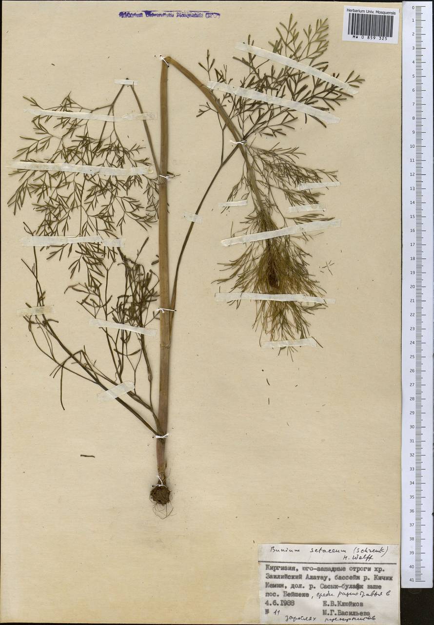 Elwendia setacea (Schrenk) Pimenov & Kljuykov, Средняя Азия и Казахстан, Северный и Центральный Тянь-Шань (M4) (Киргизия)