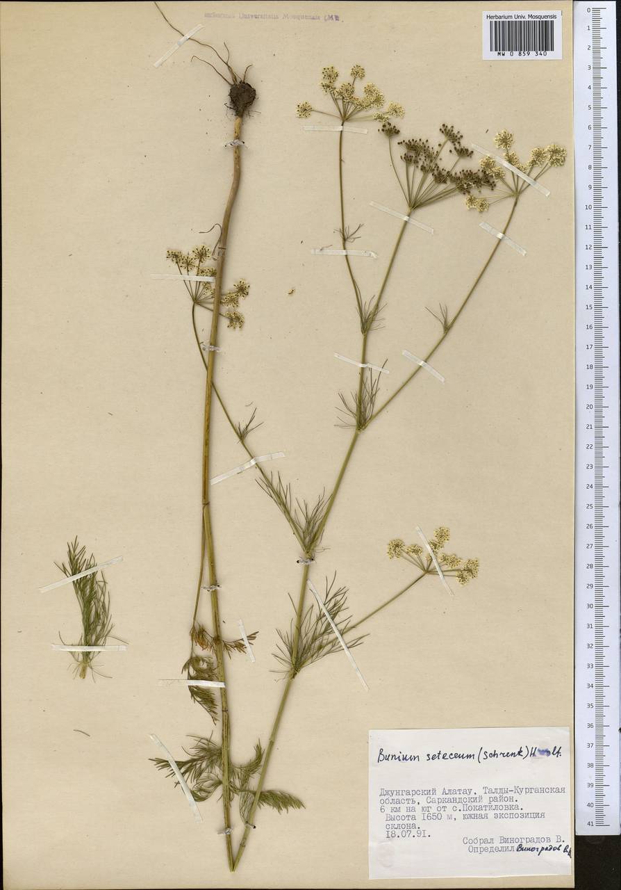 Elwendia setacea (Schrenk) Pimenov & Kljuykov, Средняя Азия и Казахстан, Джунгарский Алатау и Тарбагатай (M5) (Казахстан)