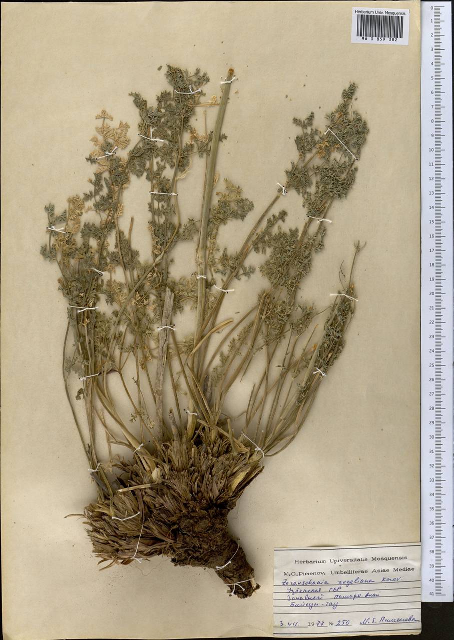 Зеравшания Регеля Korovin, Средняя Азия и Казахстан, Памир и Памиро-Алай (M2) (Узбекистан)