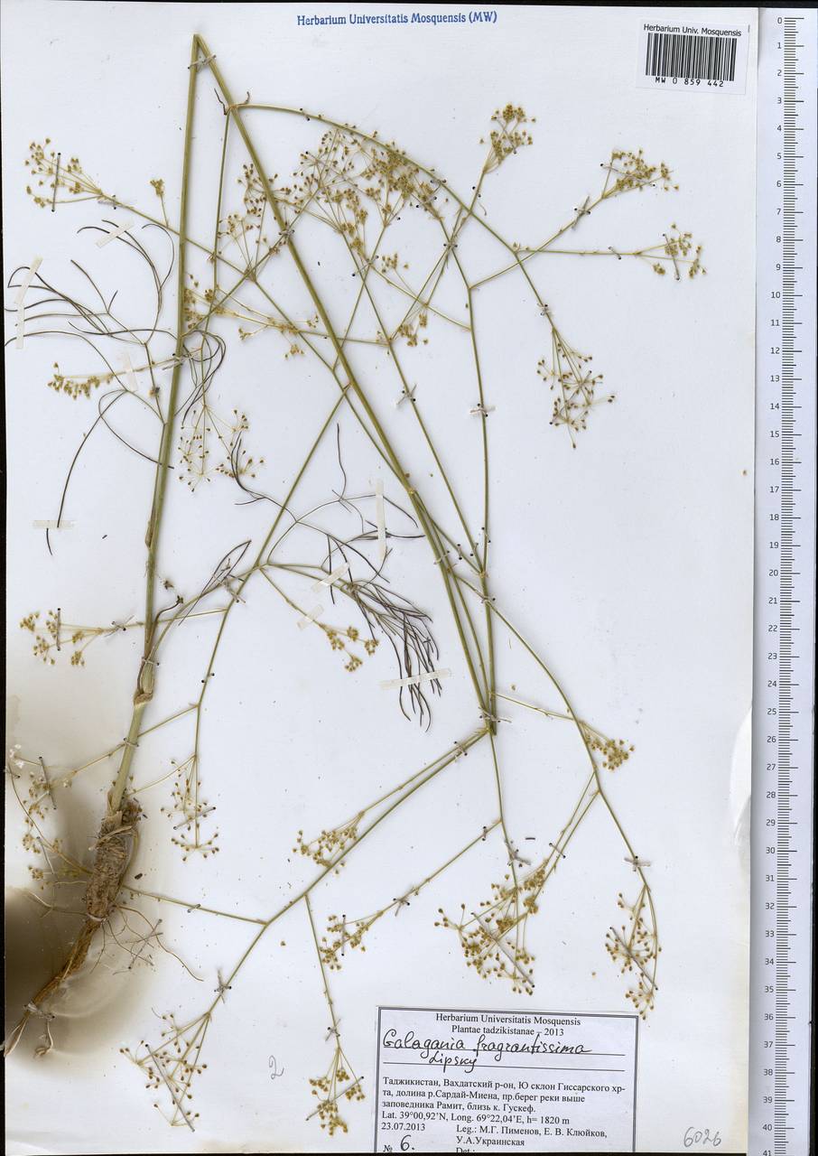Галагания пахучейшая Lipsky, Средняя Азия и Казахстан, Памир и Памиро-Алай (M2) (Таджикистан)
