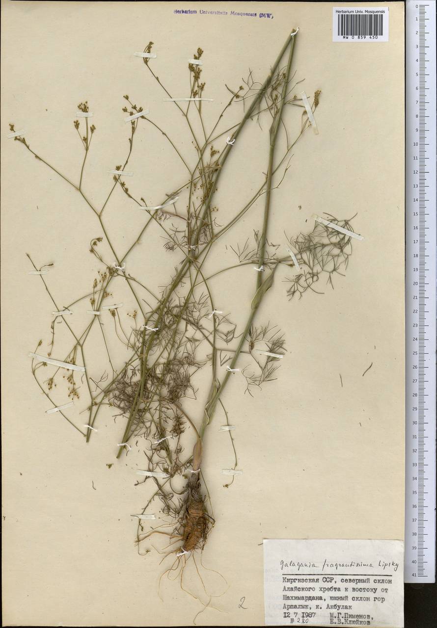 Галагания пахучейшая Lipsky, Средняя Азия и Казахстан, Памир и Памиро-Алай (M2) (Киргизия)