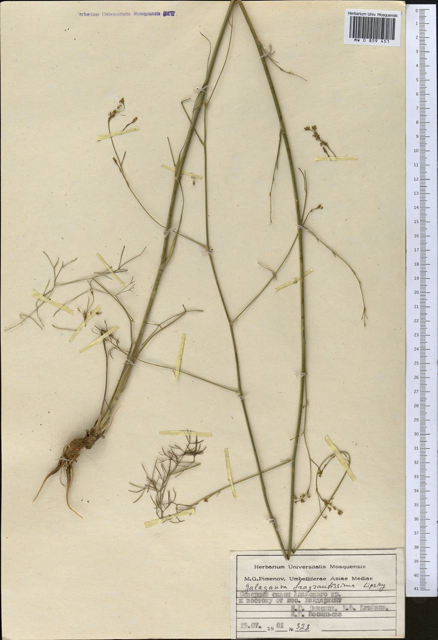 Галагания пахучейшая Lipsky, Средняя Азия и Казахстан, Памир и Памиро-Алай (M2) (Киргизия)