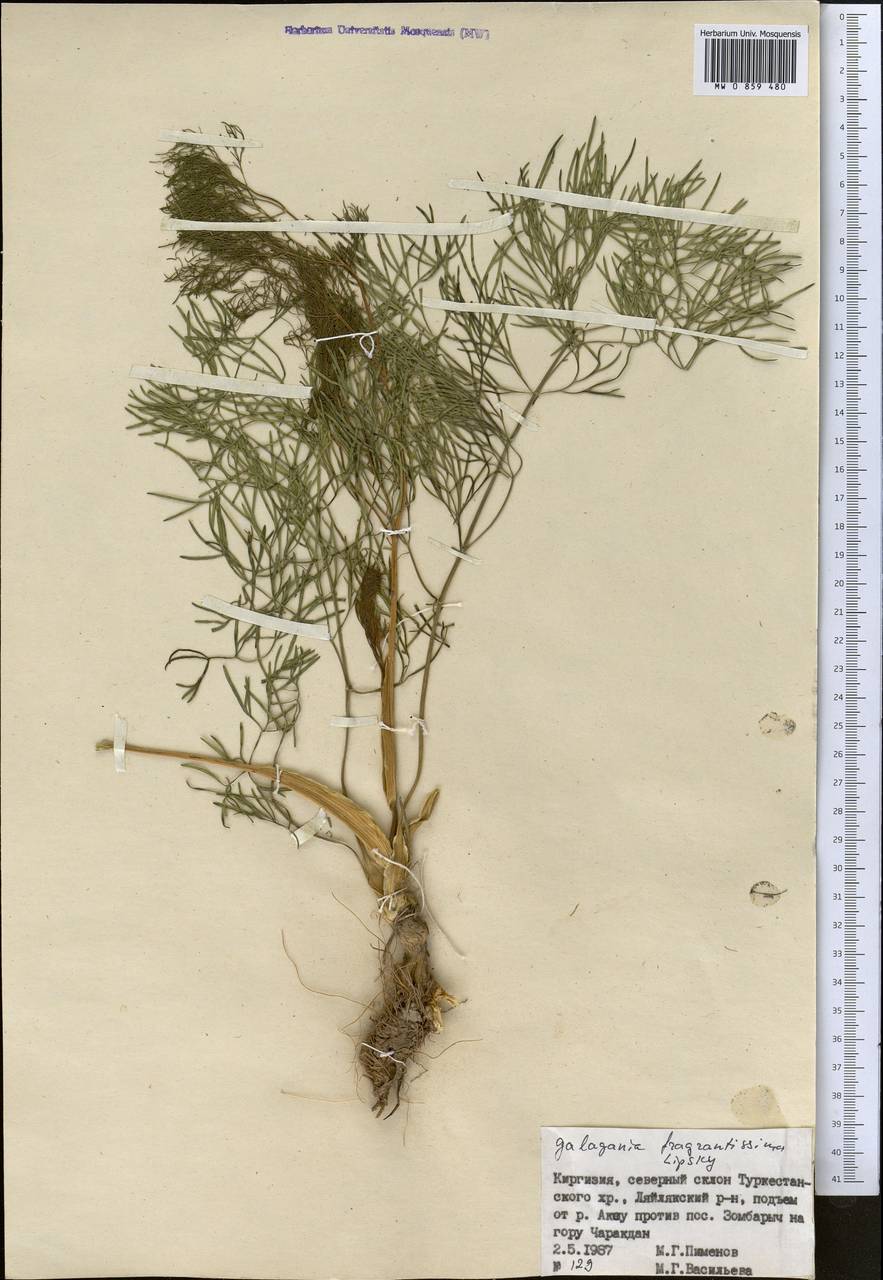 Галагания пахучейшая Lipsky, Средняя Азия и Казахстан, Памир и Памиро-Алай (M2) (Киргизия)