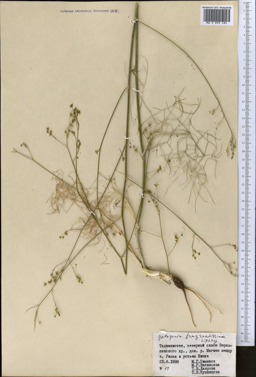 Галагания пахучейшая Lipsky, Средняя Азия и Казахстан, Памир и Памиро-Алай (M2) (Таджикистан)