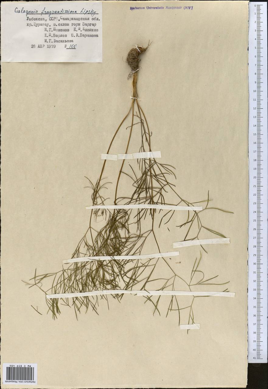 Галагания пахучейшая Lipsky, Средняя Азия и Казахстан, Памир и Памиро-Алай (M2) (Узбекистан)