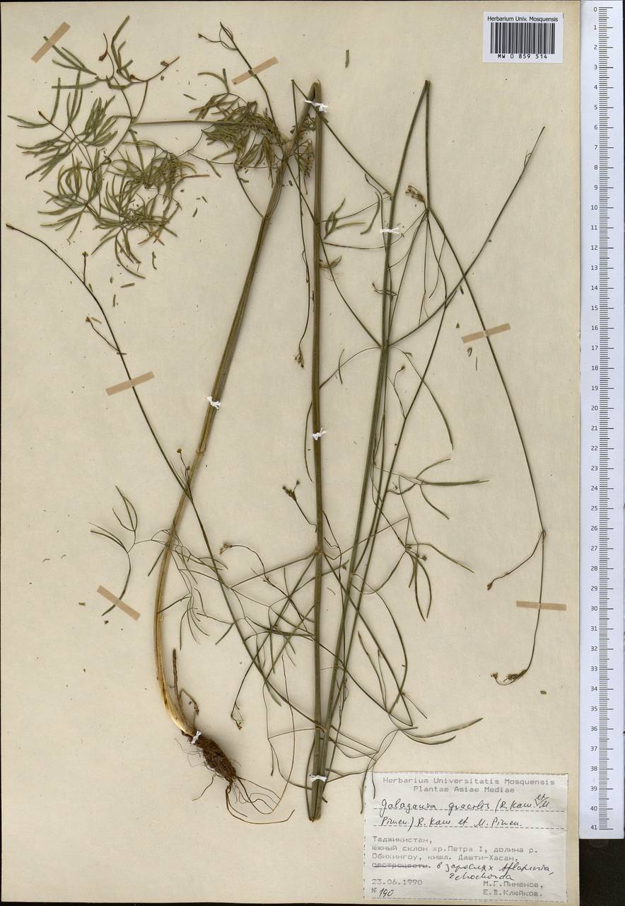 Галагания стройная (Kamelin & Pimenov) Kamelin & Pimenov, Средняя Азия и Казахстан, Памир и Памиро-Алай (M2) (Таджикистан)