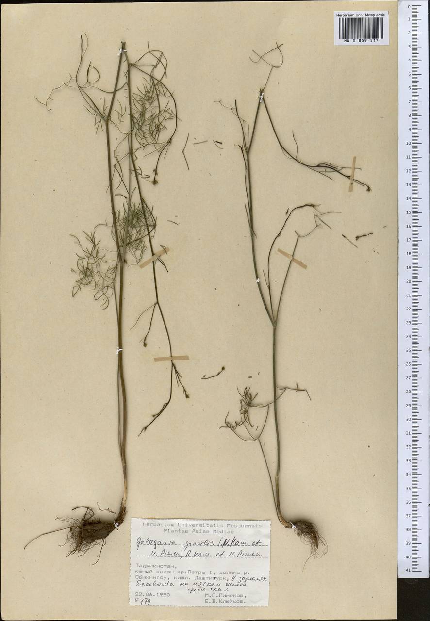 Галагания стройная (Kamelin & Pimenov) Kamelin & Pimenov, Средняя Азия и Казахстан, Памир и Памиро-Алай (M2) (Таджикистан)