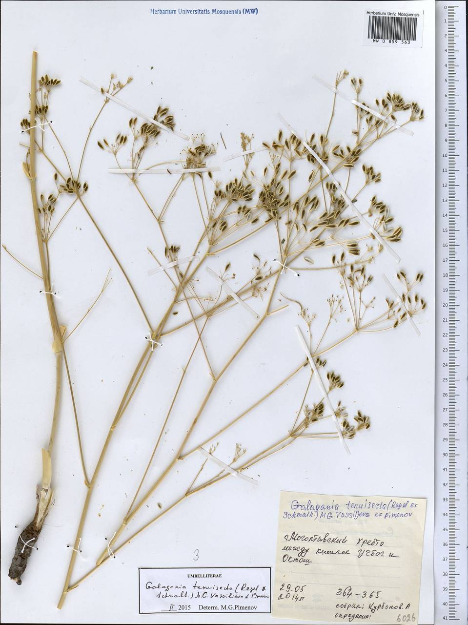 Галагания тонкорассеченная (Regel & Schmalh.) M.G.Vassiljeva & Pimenov, Средняя Азия и Казахстан, Западный Тянь-Шань и Каратау (M3) (Таджикистан)