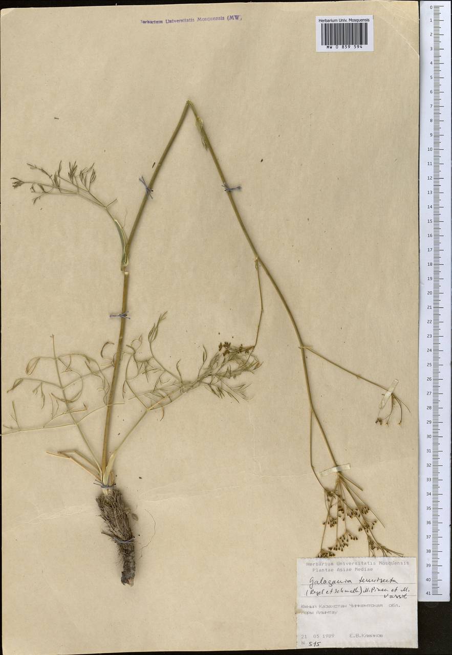 Галагания тонкорассеченная (Regel & Schmalh.) M.G.Vassiljeva & Pimenov, Средняя Азия и Казахстан, Сырдарьинские пустыни и Кызылкумы (M7) (Казахстан)