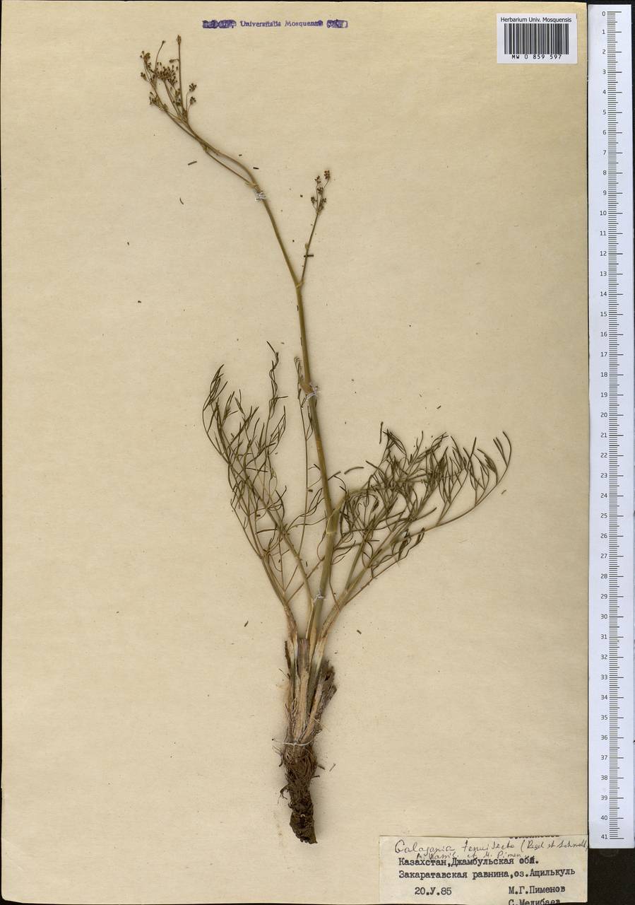 Галагания тонкорассеченная (Regel & Schmalh.) M.G.Vassiljeva & Pimenov, Средняя Азия и Казахстан, Муюнкумы, Прибалхашье и Бетпак-Дала (M9) (Казахстан)