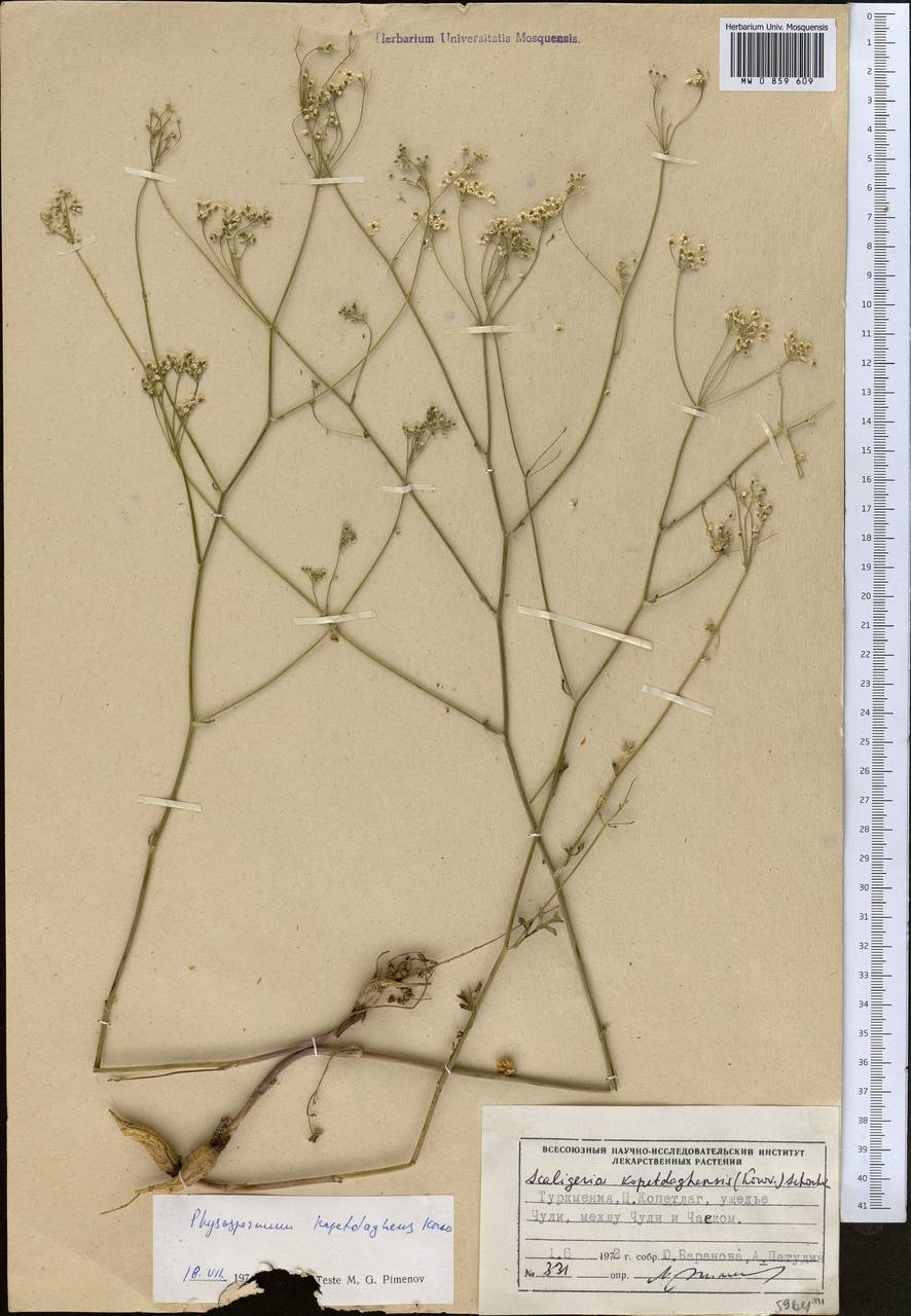 Камелиния копетдагская (Korov.) F.O. Khassanov & I.I. Malzev, Средняя Азия и Казахстан, Копетдаг, Бадхыз, Малый и Большой Балхан (M1) (Туркмения)