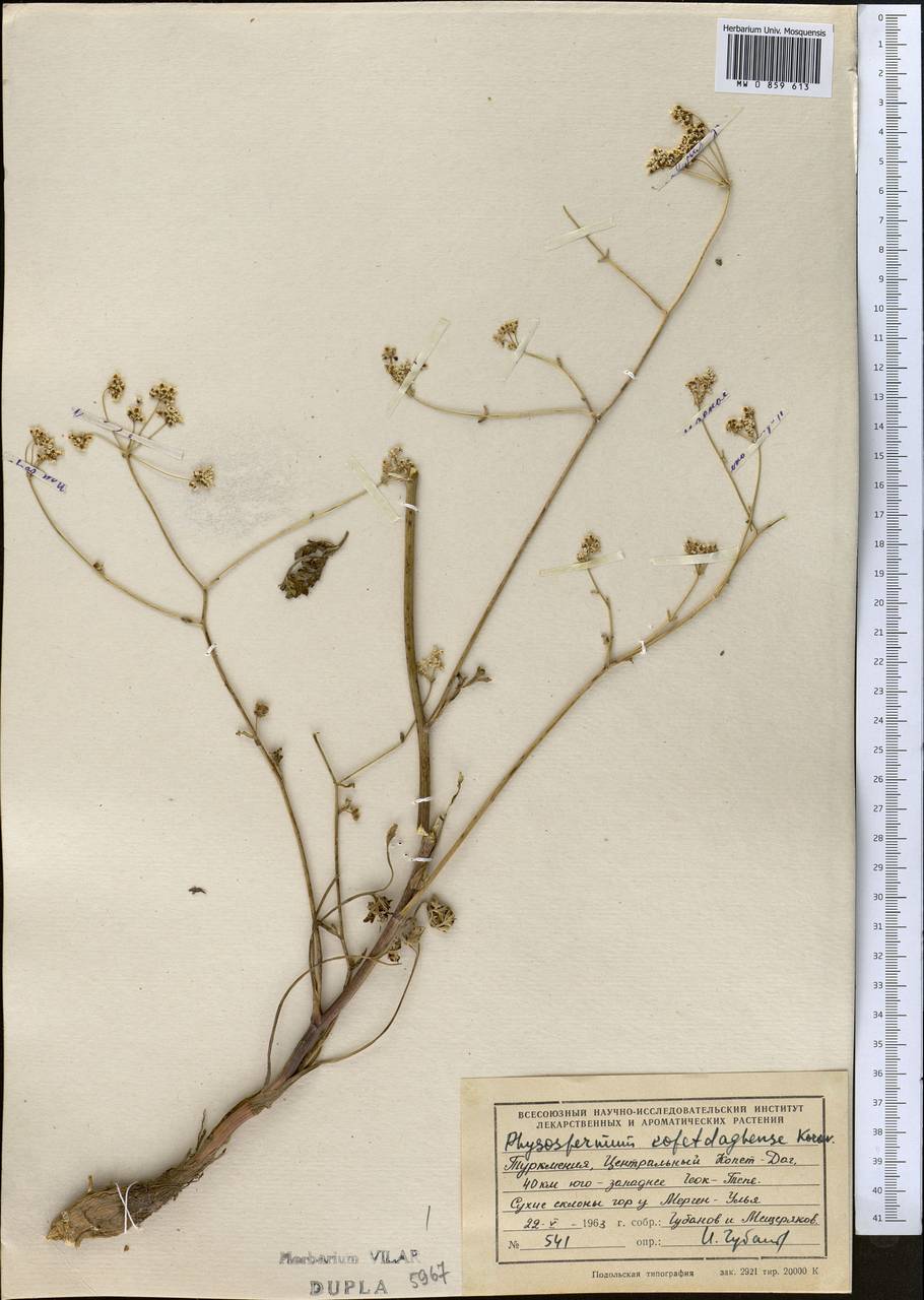 Камелиния копетдагская (Korov.) F.O. Khassanov & I.I. Malzev, Средняя Азия и Казахстан, Копетдаг, Бадхыз, Малый и Большой Балхан (M1) (Туркмения)