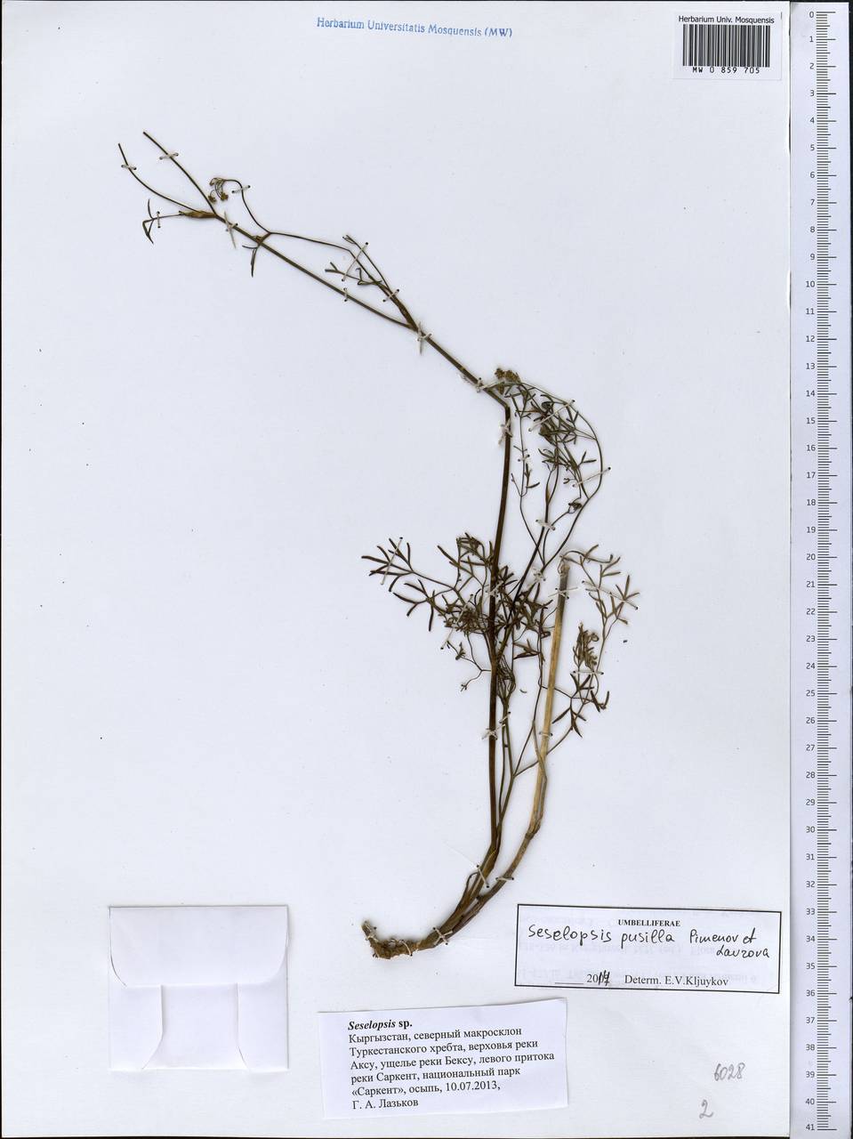 Seselopsis pusilla M.G. Pimenov & T.V. Lavrova, Средняя Азия и Казахстан, Памир и Памиро-Алай (M2) (Киргизия)