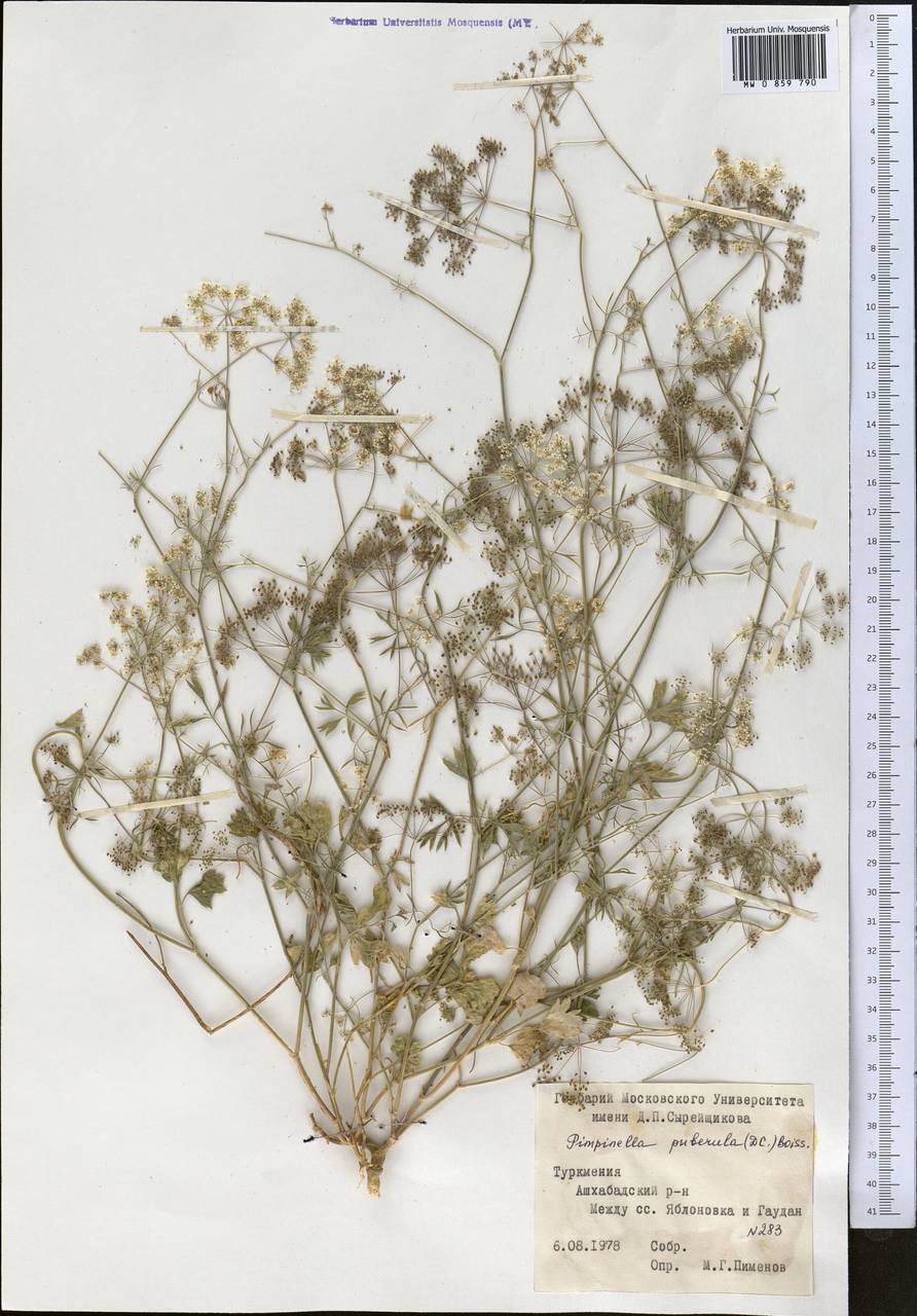 Бедренец пушистый (DC.) Boiss., Средняя Азия и Казахстан, Копетдаг, Бадхыз, Малый и Большой Балхан (M1) (Туркмения)