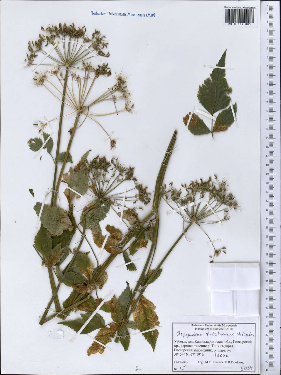 Сныть таджиков Schischk., Средняя Азия и Казахстан, Памир и Памиро-Алай (M2) (Узбекистан)