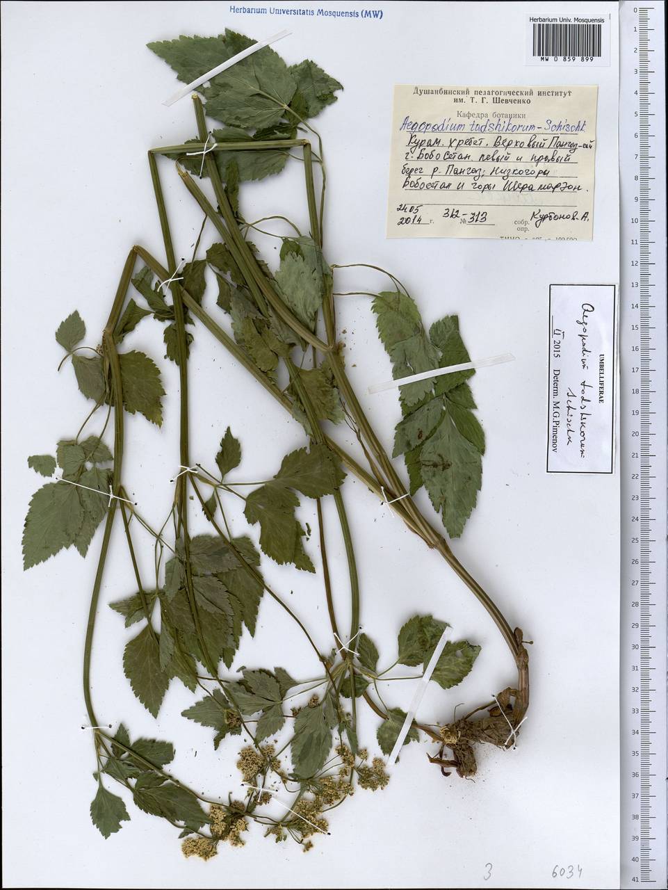 Сныть таджиков Schischk., Средняя Азия и Казахстан, Западный Тянь-Шань и Каратау (M3) (Таджикистан)