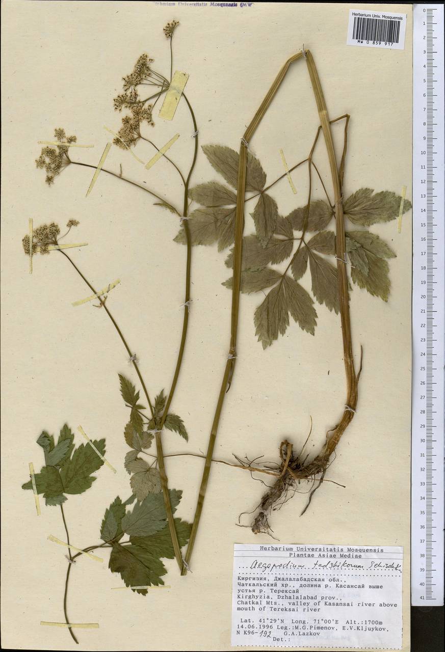 Сныть таджиков Schischk., Средняя Азия и Казахстан, Западный Тянь-Шань и Каратау (M3) (Киргизия)