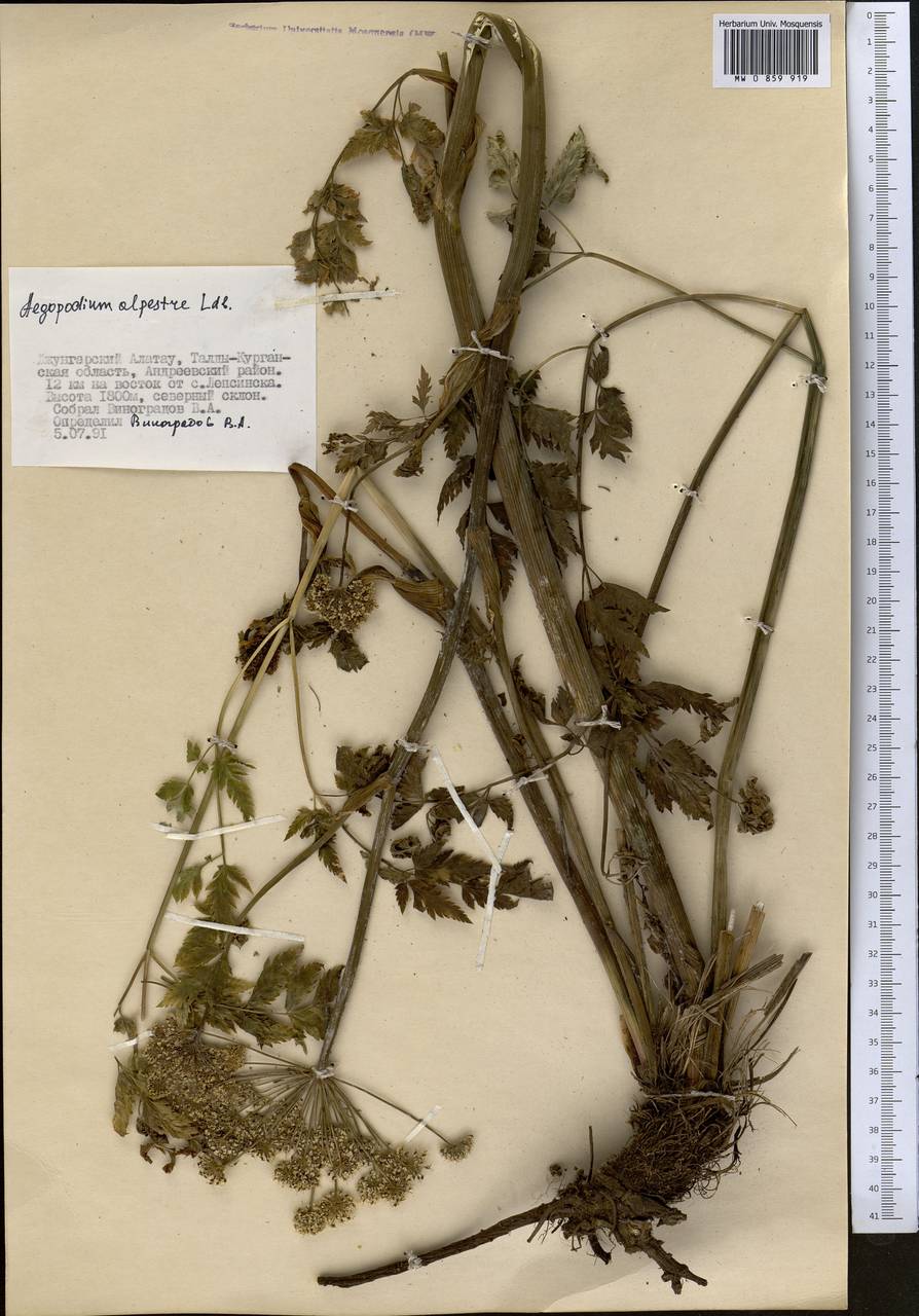 Сныть таджиков Schischk., Средняя Азия и Казахстан, Джунгарский Алатау и Тарбагатай (M5) (Казахстан)