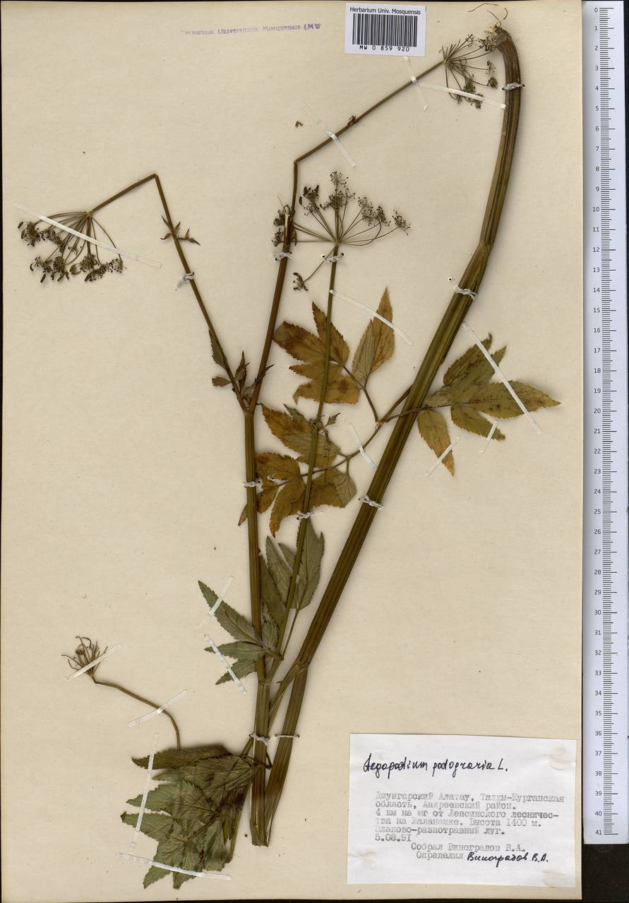 Сныть таджиков Schischk., Средняя Азия и Казахстан, Джунгарский Алатау и Тарбагатай (M5) (Казахстан)