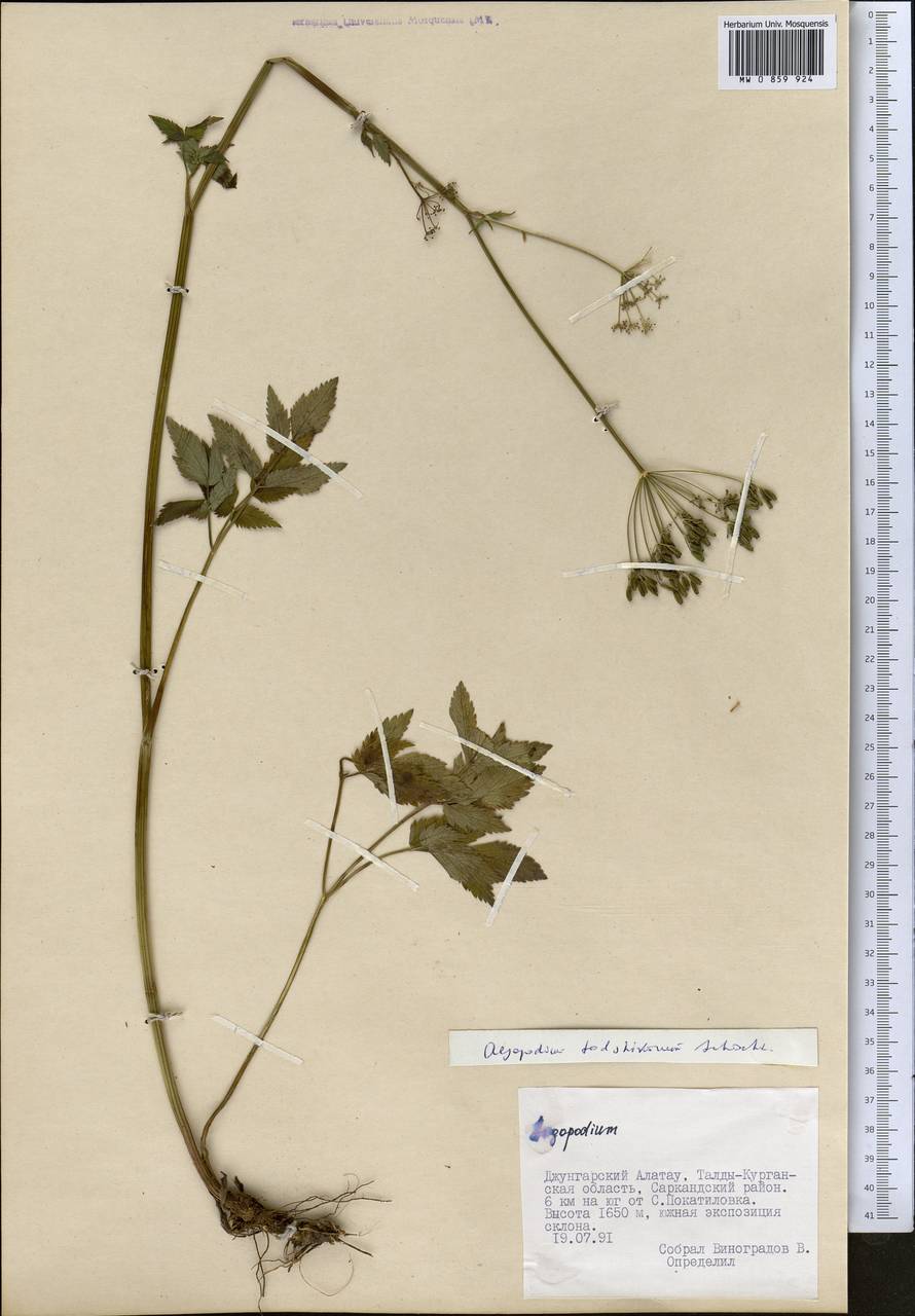 Сныть таджиков Schischk., Средняя Азия и Казахстан, Джунгарский Алатау и Тарбагатай (M5) (Казахстан)