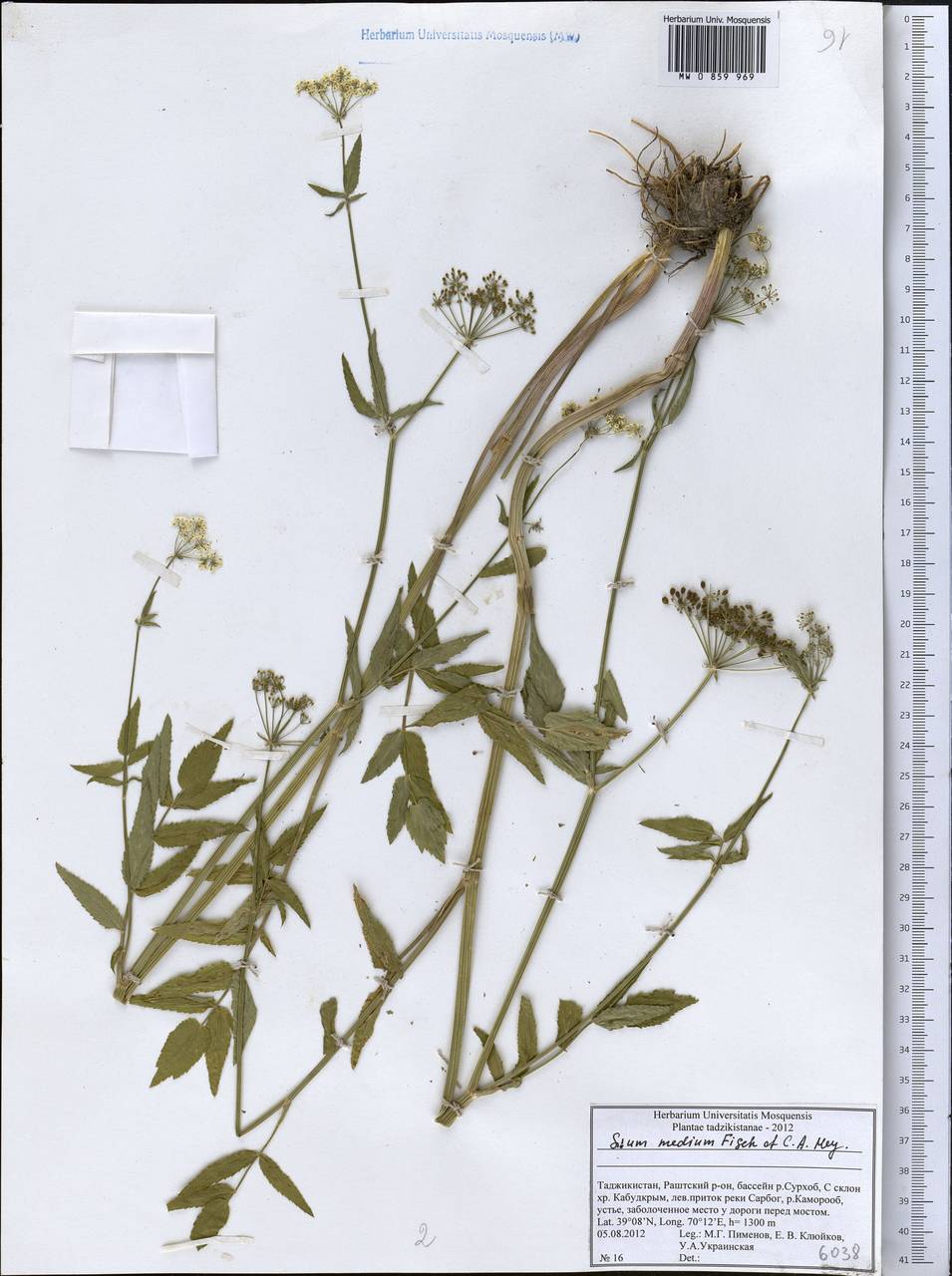 Поручейник средний Fisch. & C. A. Mey., Средняя Азия и Казахстан, Памир и Памиро-Алай (M2) (Таджикистан)