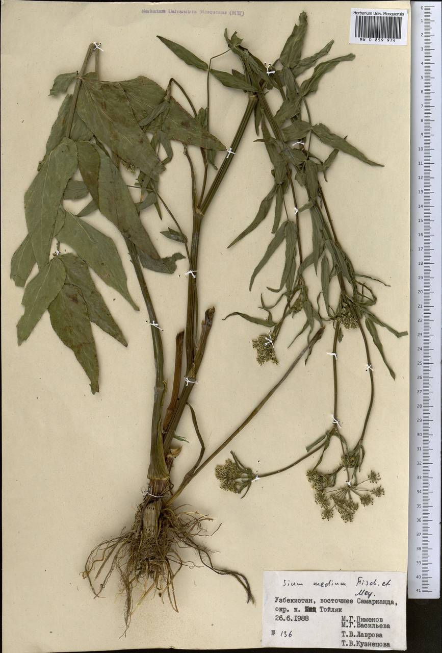 Поручейник средний Fisch. & C. A. Mey., Средняя Азия и Казахстан, Памир и Памиро-Алай (M2) (Узбекистан)