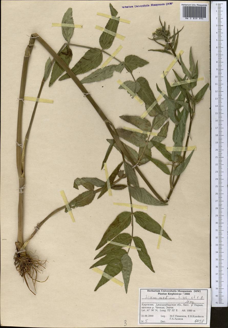 Поручейник средний Fisch. & C. A. Mey., Средняя Азия и Казахстан, Западный Тянь-Шань и Каратау (M3) (Киргизия)