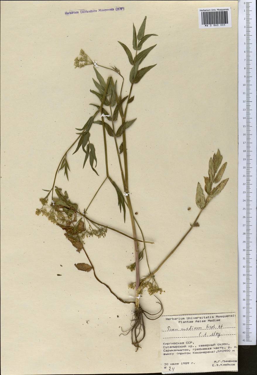 Поручейник средний Fisch. & C. A. Mey., Средняя Азия и Казахстан, Северный и Центральный Тянь-Шань (M4) (Киргизия)