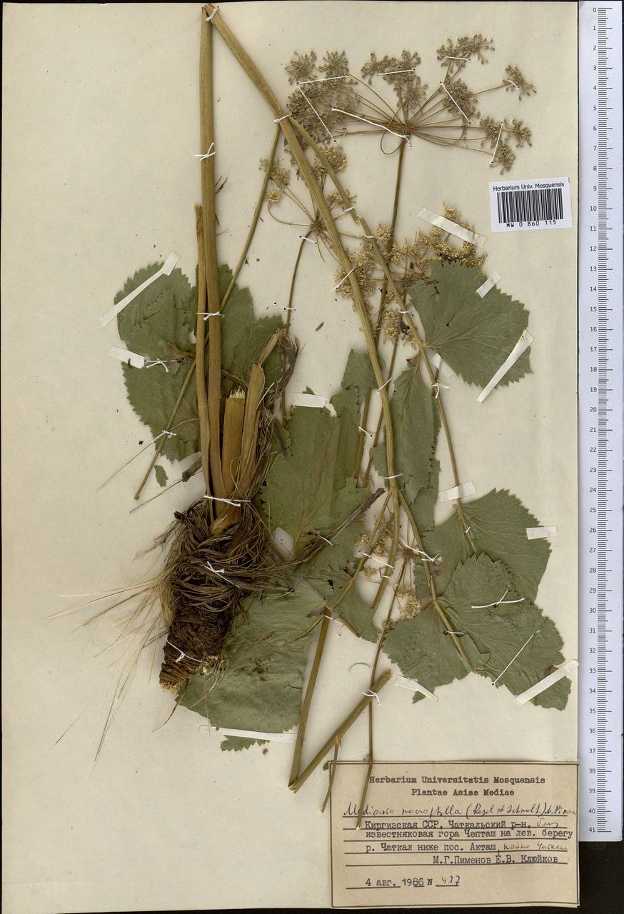 Медиазия крупнолистная (Regel & Schmalh.) Pimenov, Средняя Азия и Казахстан, Западный Тянь-Шань и Каратау (M3) (Киргизия)