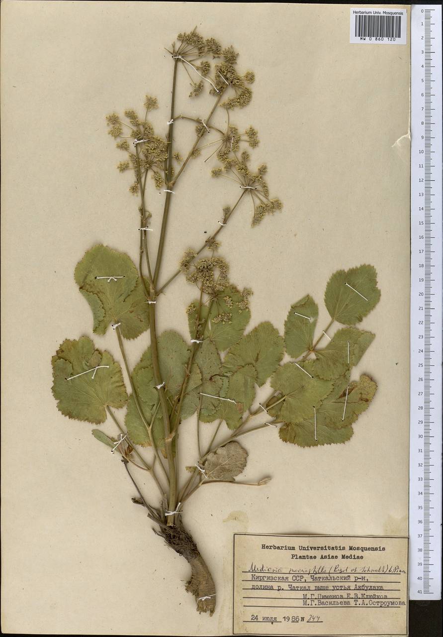 Медиазия крупнолистная (Regel & Schmalh.) Pimenov, Средняя Азия и Казахстан, Западный Тянь-Шань и Каратау (M3) (Киргизия)